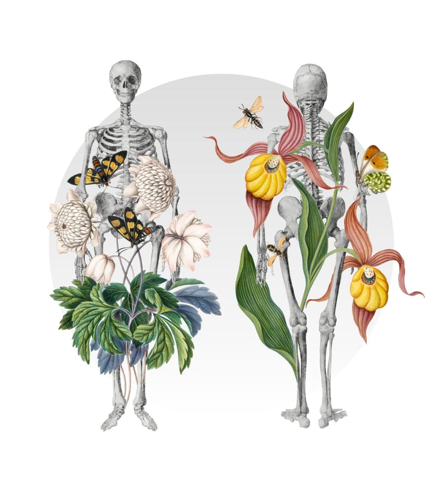 Botanical Skeleton Studies by Marja van den Hurk — canvas wall art