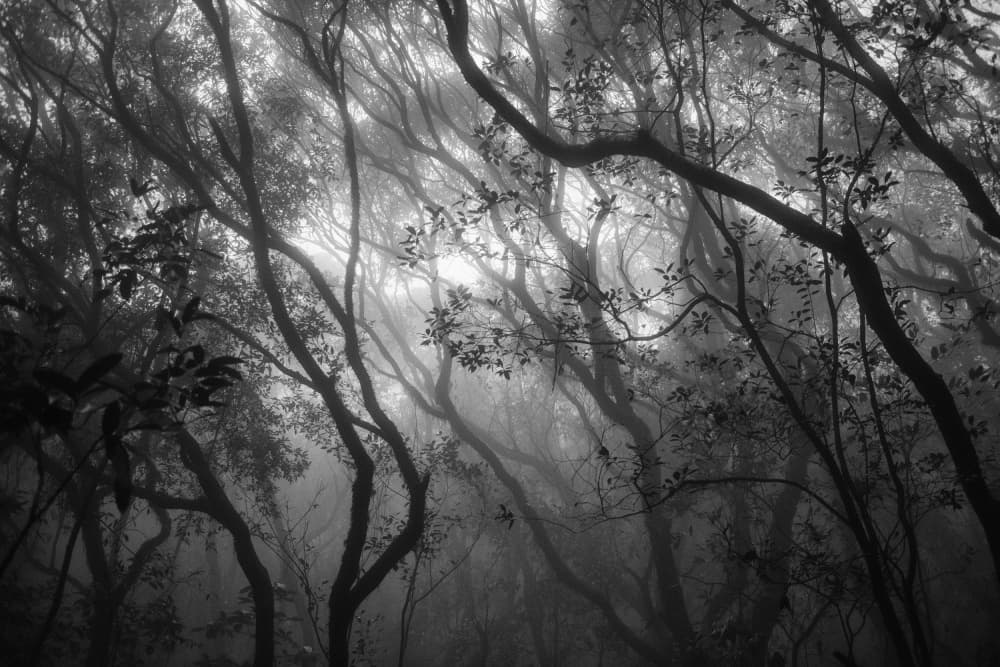Mysterious Forest Mist by swapnil deshpande — canvas wall art