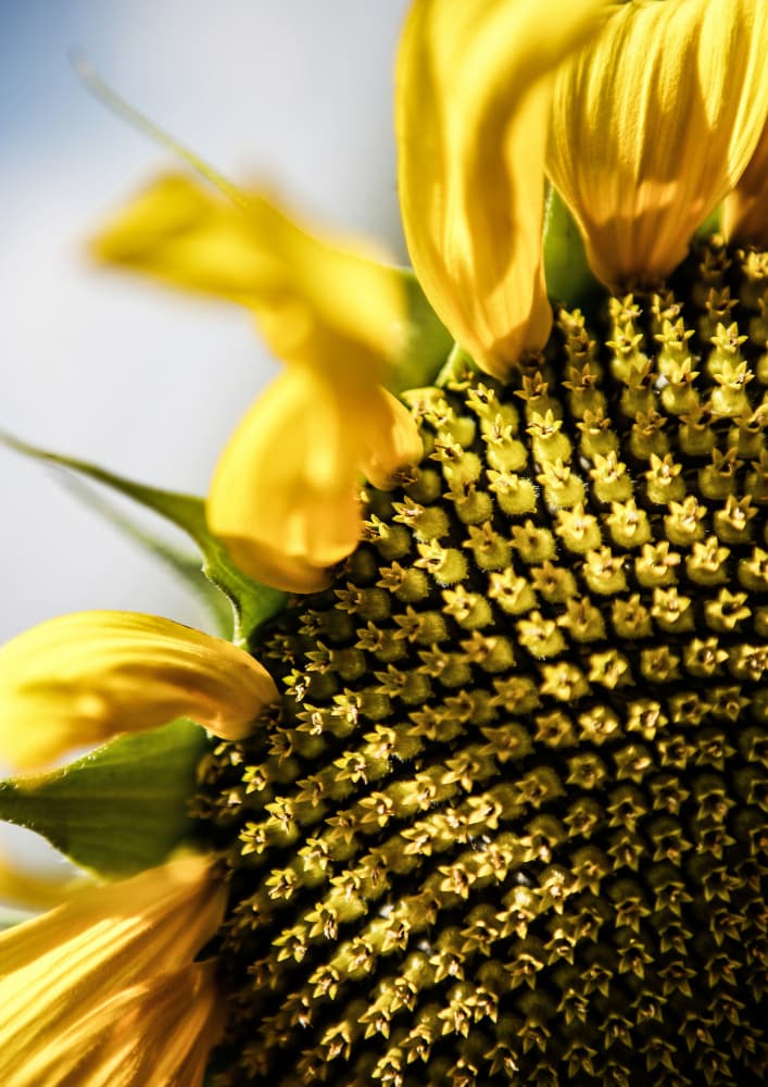Sunflower Close Up by Shot by Clint — canvas wall art