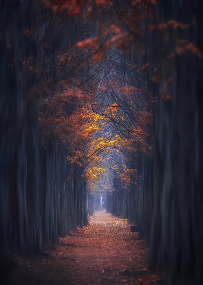 Golden Forest Path by Tiger Seo — canvas wall art