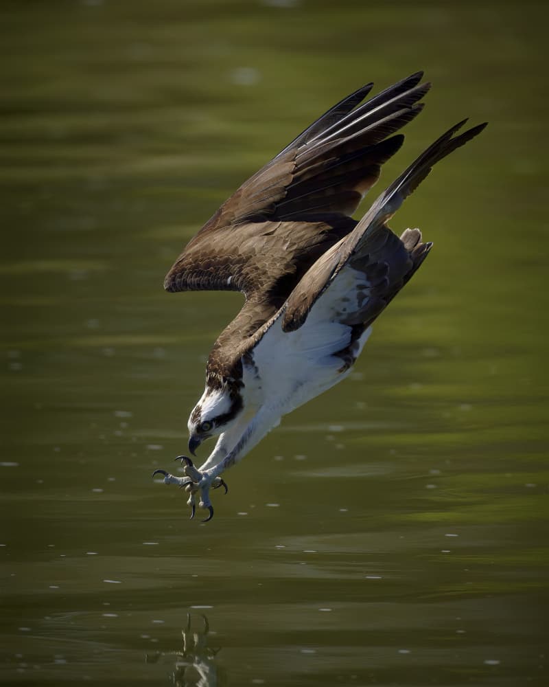 Osprey Diving For Fish by Johnny Chen — canvas wall art