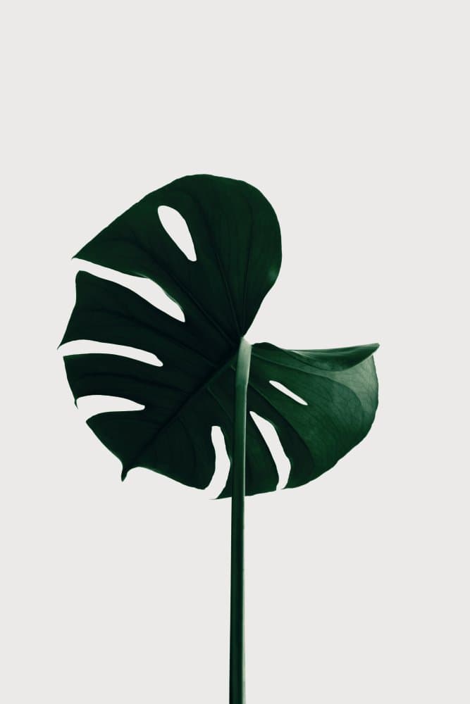 Elegant Monstera Leaf by Pictufy Studio III — canvas wall art