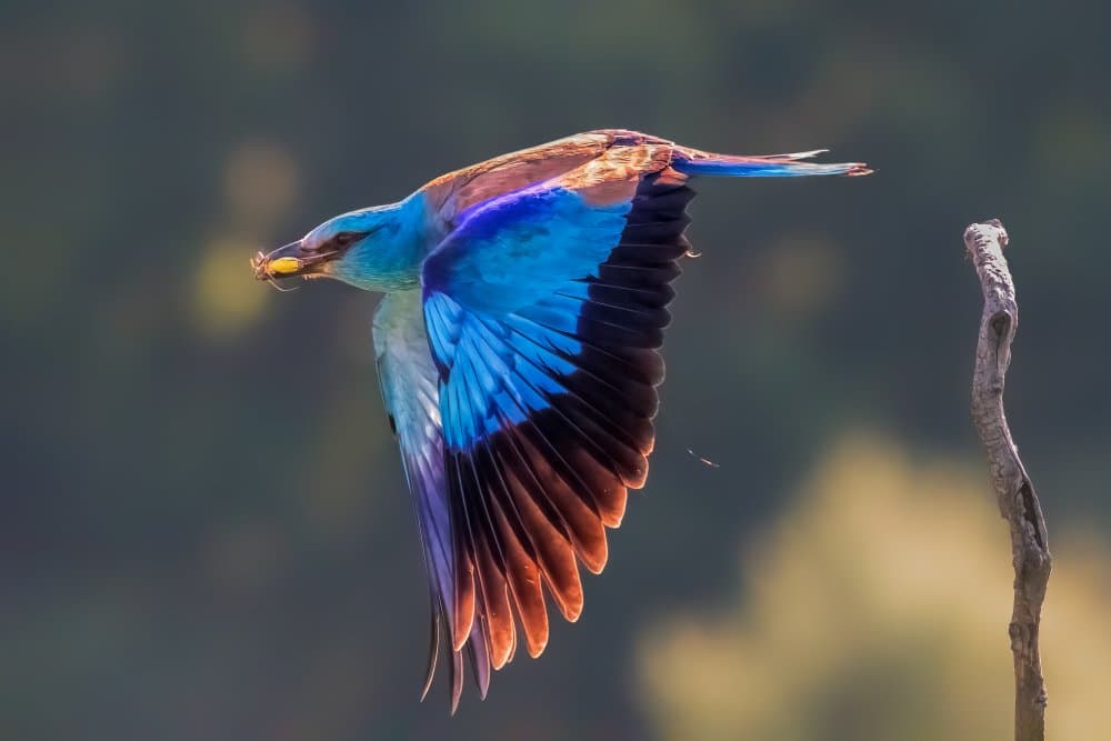 Vibrant Bird In Flight by Jun Zuo — canvas wall art