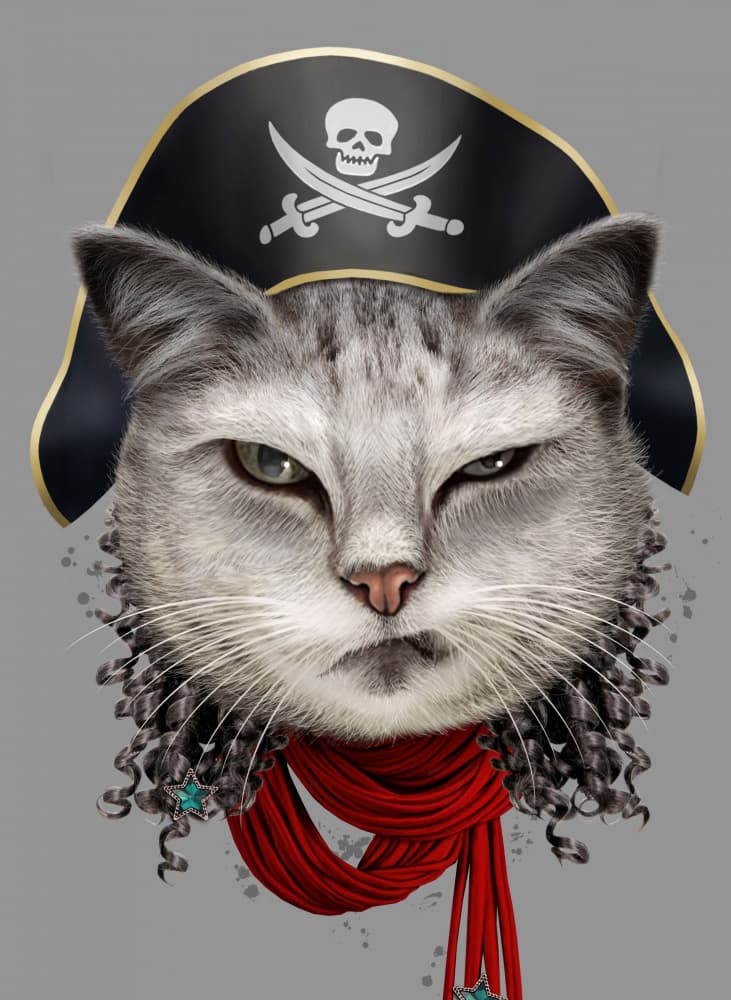 Grumpy Pirate Cat by Adam Lawless — canvas wall art