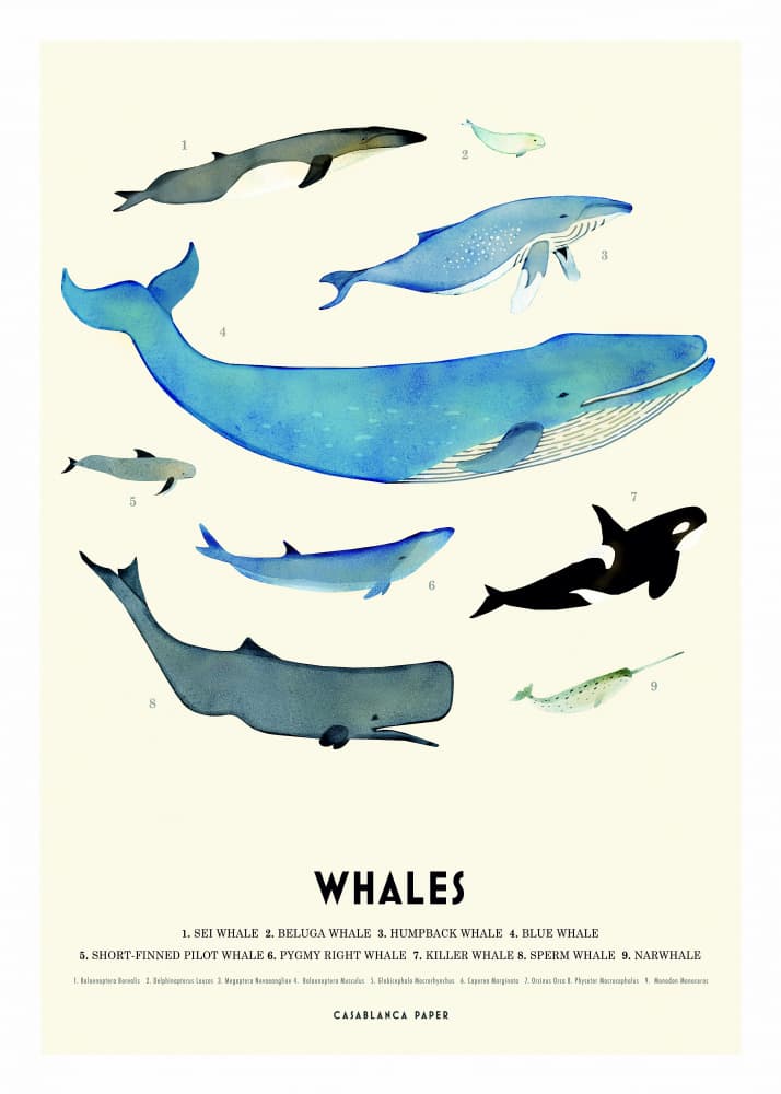 Ocean Whale Species by Erik Wintzell — canvas wall art