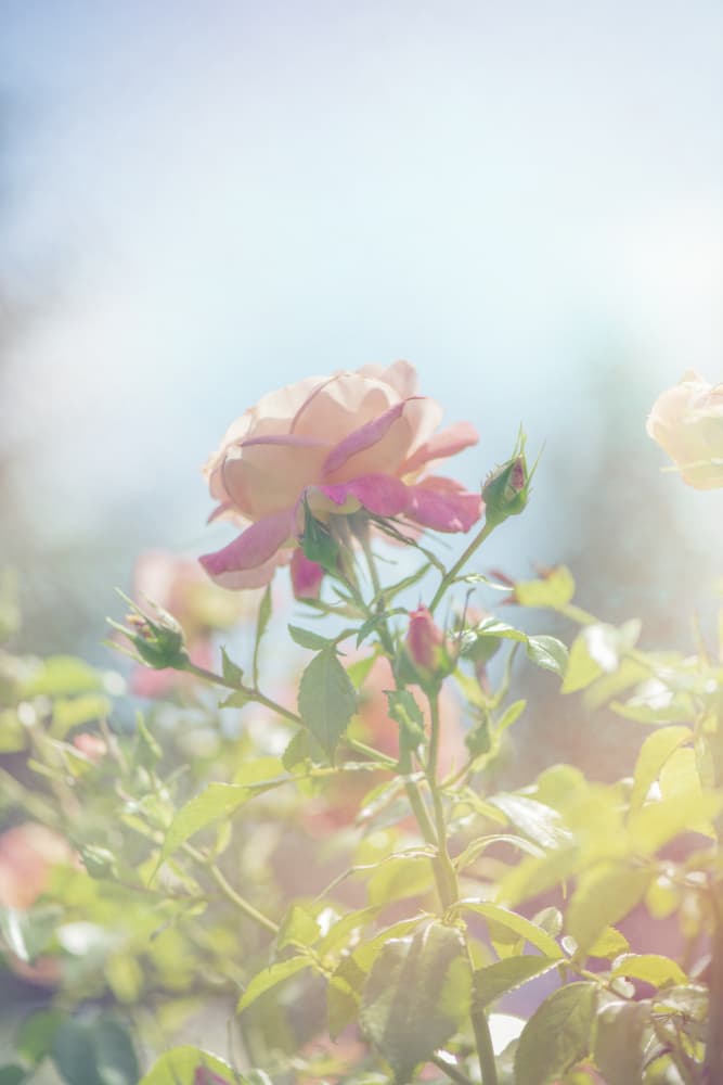 Gentle Pink Rose by Lynann Colligan — canvas wall art
