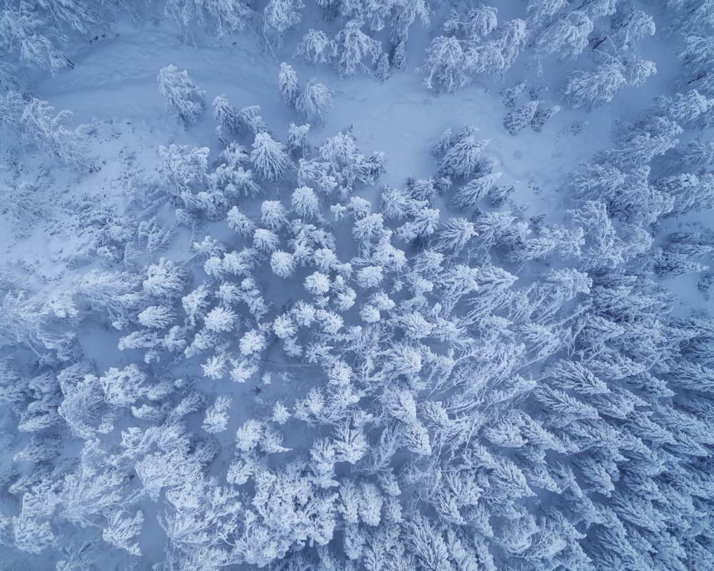Snowy Winter Forest by Ales Krivec — canvas wall art