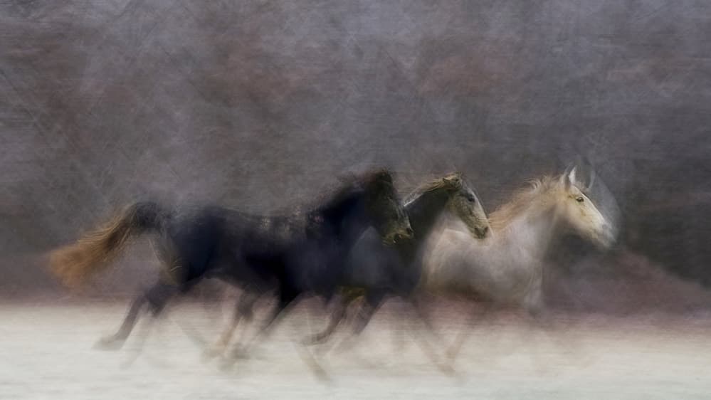 Horses In Motion by Milan Malovrh — canvas wall art