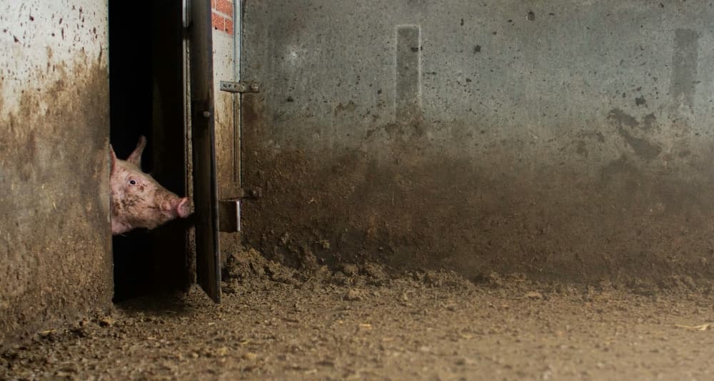 Curious Pig In Barn by Gert van den Bosch — canvas wall art