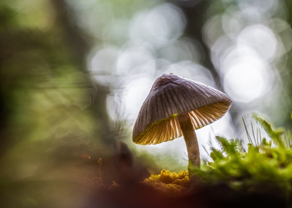 Glowing Forest Mushroom by Sergio Barboni — canvas wall art