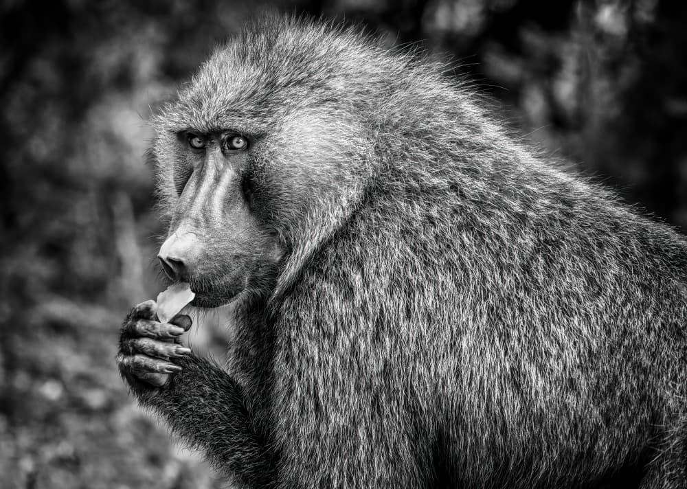 Baboon's Focused Gaze by Serena Duan — canvas wall art