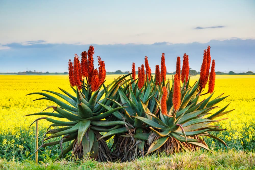 Red Aloes Yellow Field by Etienne Steenkamp — canvas wall art