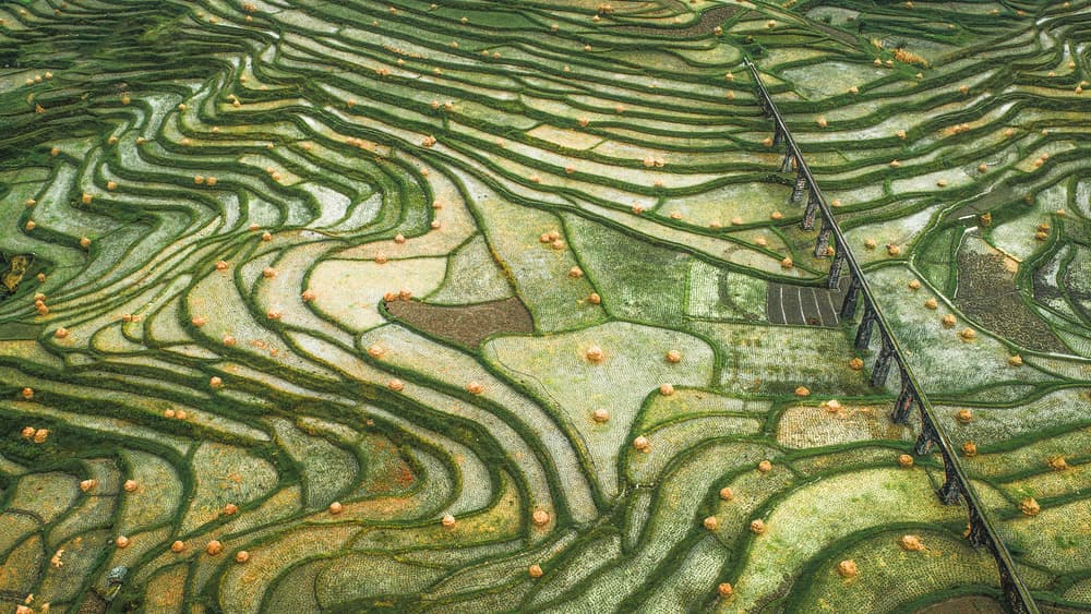 Green Rice Terraces Bridge by TIANQI — canvas wall art