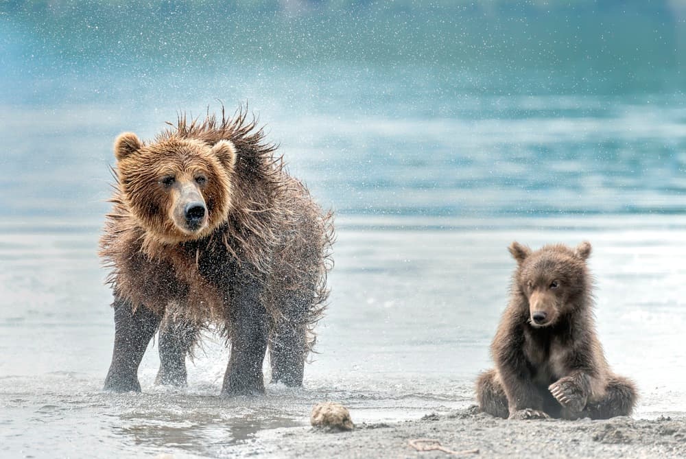 Wet Grizzly and Cub by Giuseppe DAmico — canvas wall art