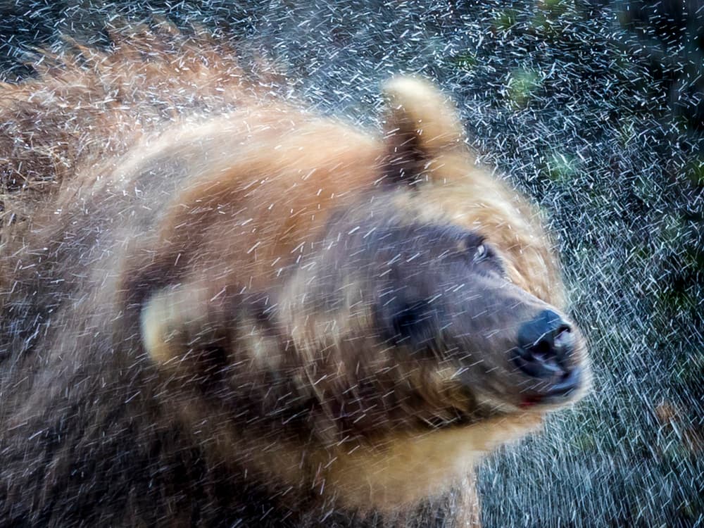 Wet Bear Shakes by Roshkumar — canvas wall art