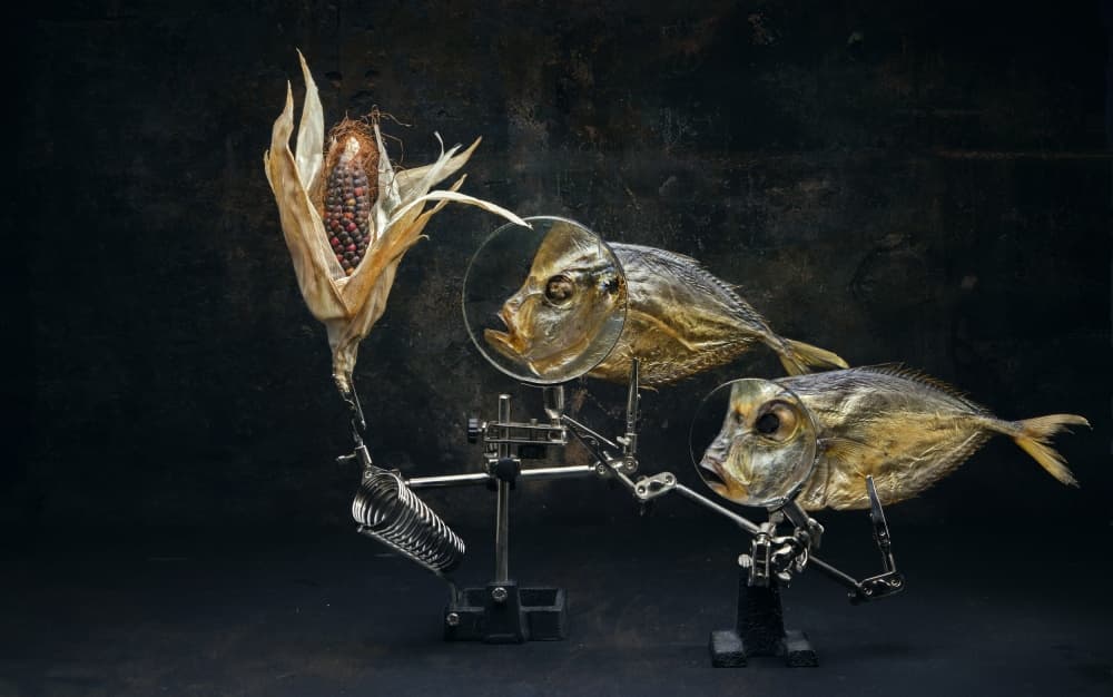 Curious Fish Still Life by Brig Barkow — canvas wall art