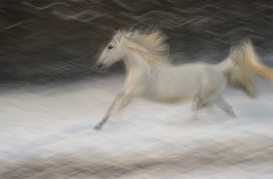 Ethereal White Horse by Milan Malovrh — canvas wall art