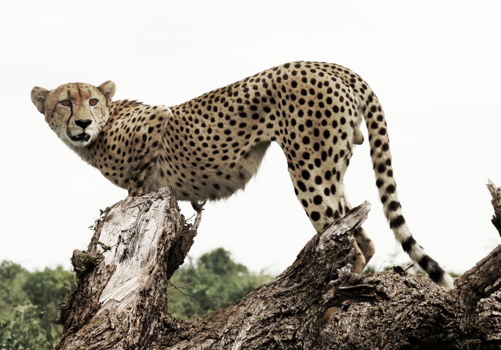 Cheetah On Tree Branch by Felicia Berlin — canvas wall art