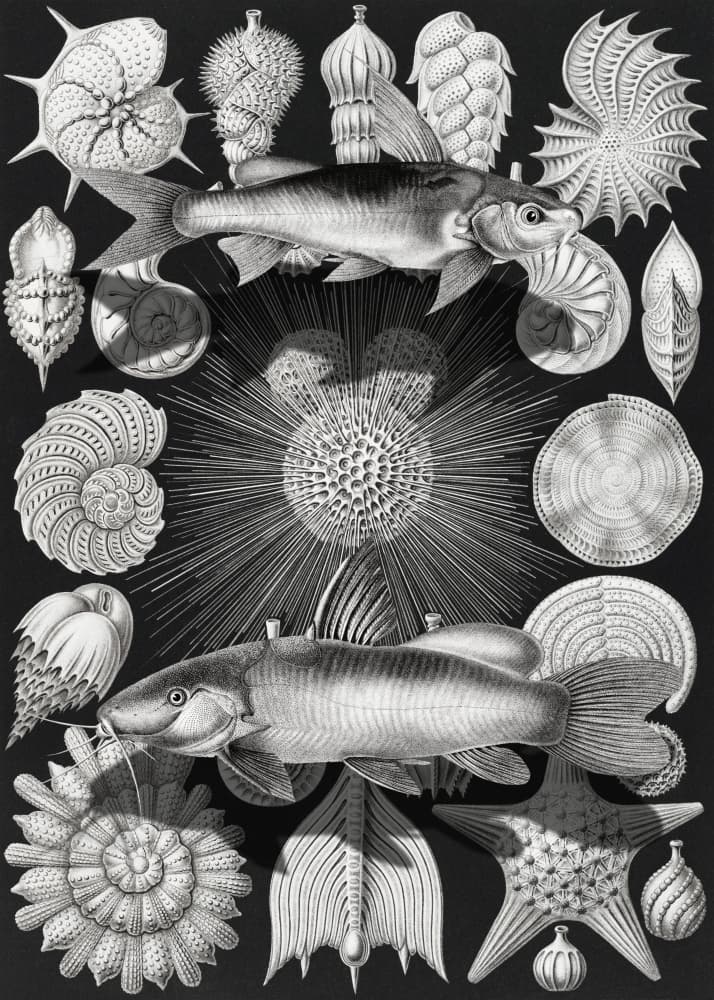 Vintage Marine Life Study by Marja van den Hurk — canvas wall art