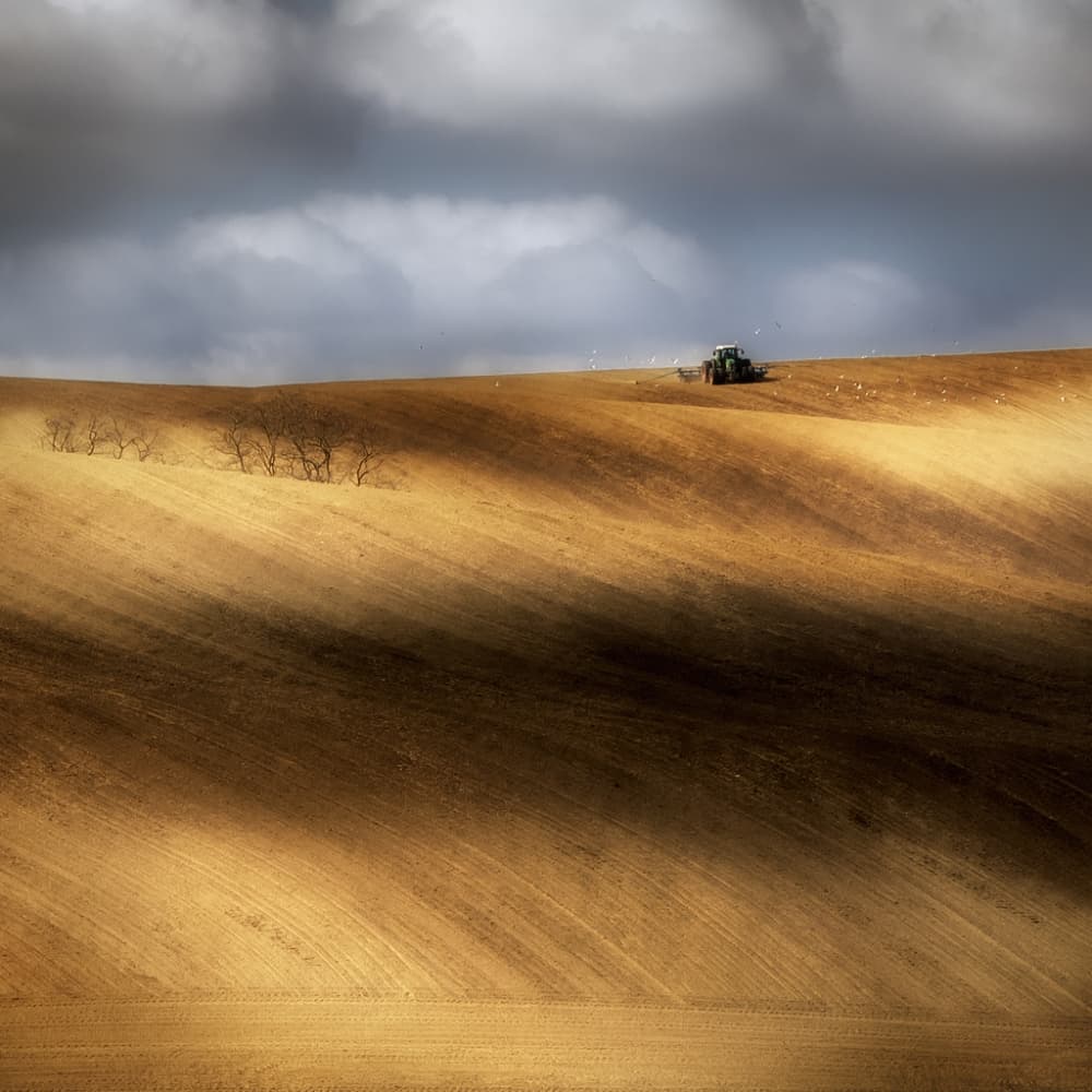 Golden Fields Shadow Play by Piotr Krol (Bax) — canvas wall art
