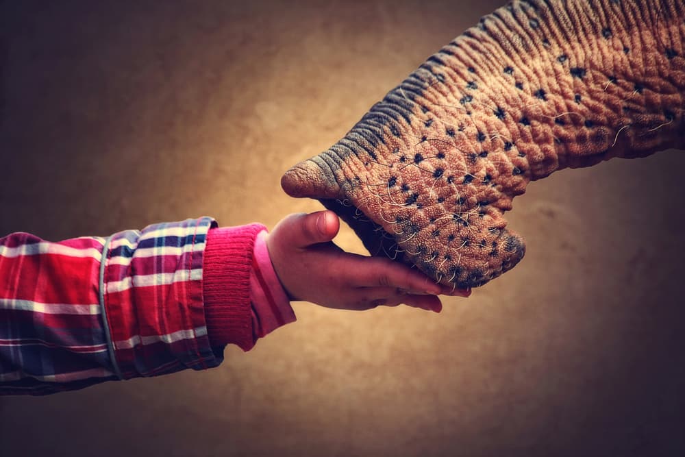 Elephant Trunk Gentle Touch by Antje Wenner-Braun — canvas wall art