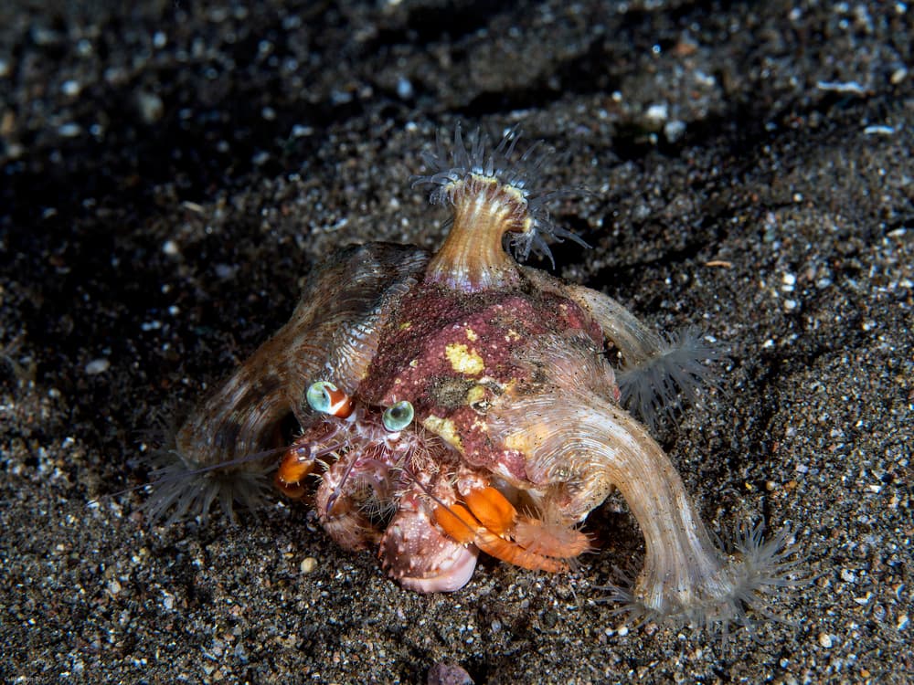 Green Eyed Marine Crab by Ilan Ben Tov — canvas wall art