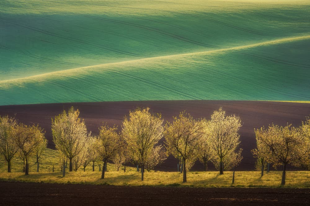 Golden Fields Spring Trees by Martin Morávek — canvas wall art