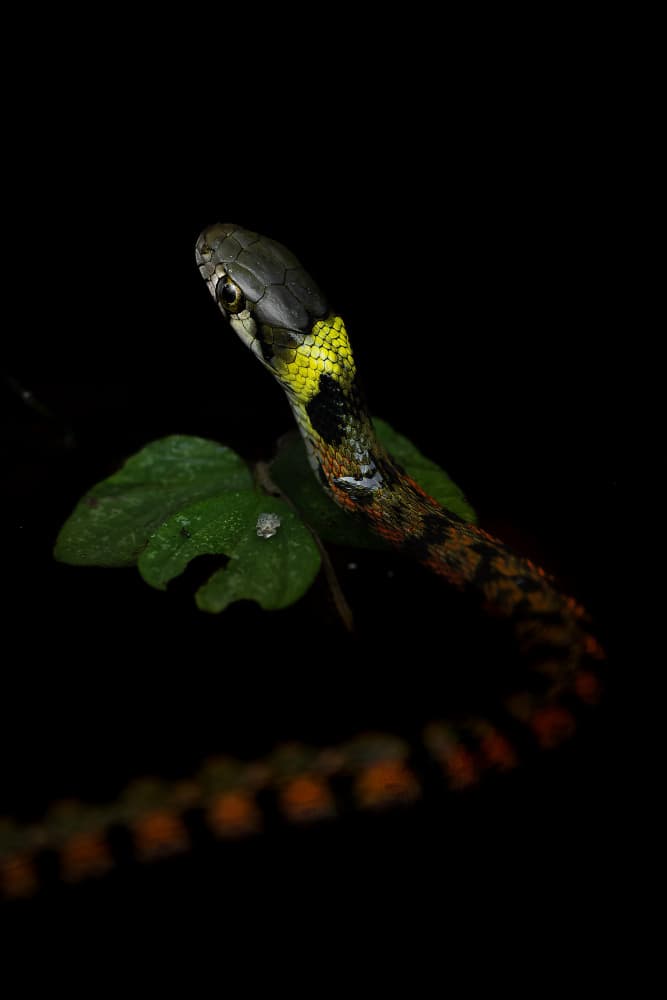 Yellow Collared Snake by まちゅばら/Hiroki Matsubara — canvas wall art