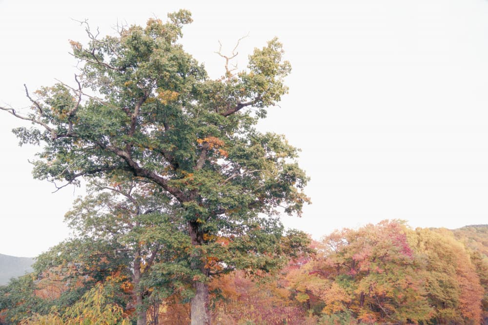 Vibrant Autumn Forest by Courtney Crane — canvas wall art