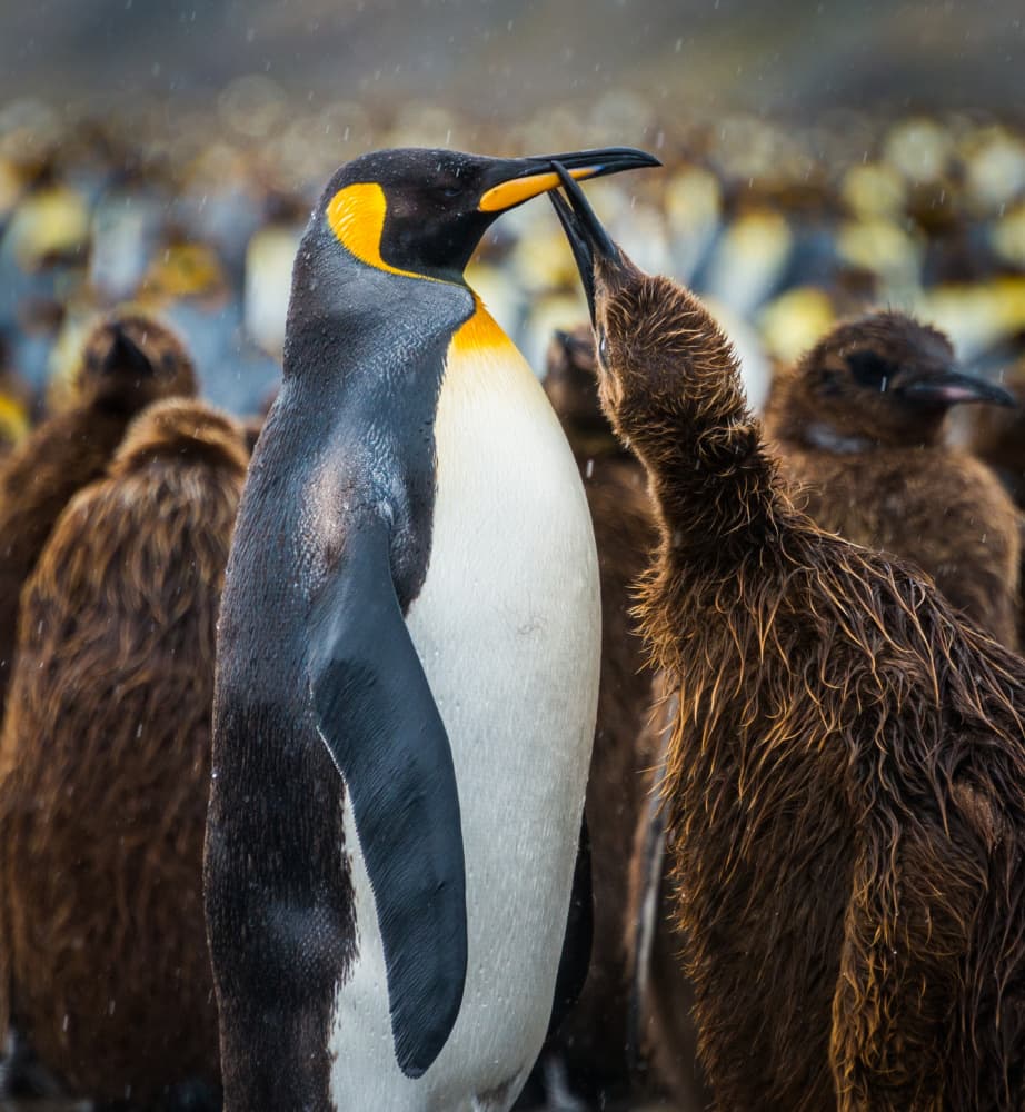 King Penguin Feeds Chick by Liwen Tao — canvas wall art