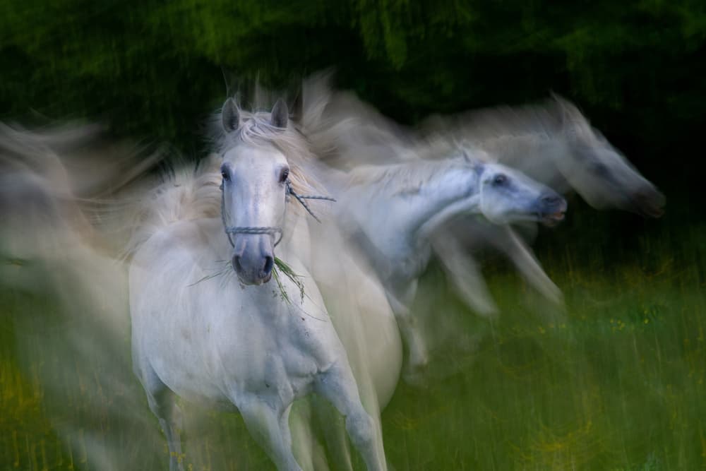 White Horses In Motion by Milan Malovrh — canvas wall art