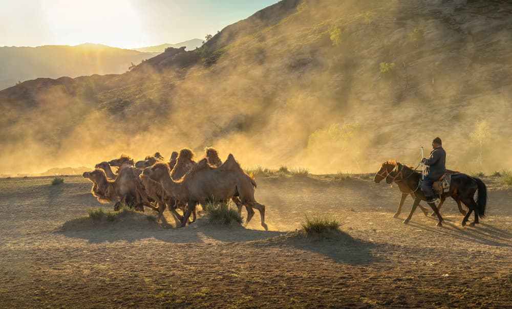 Golden Hour Camel Run by Dennis Zhang — canvas wall art