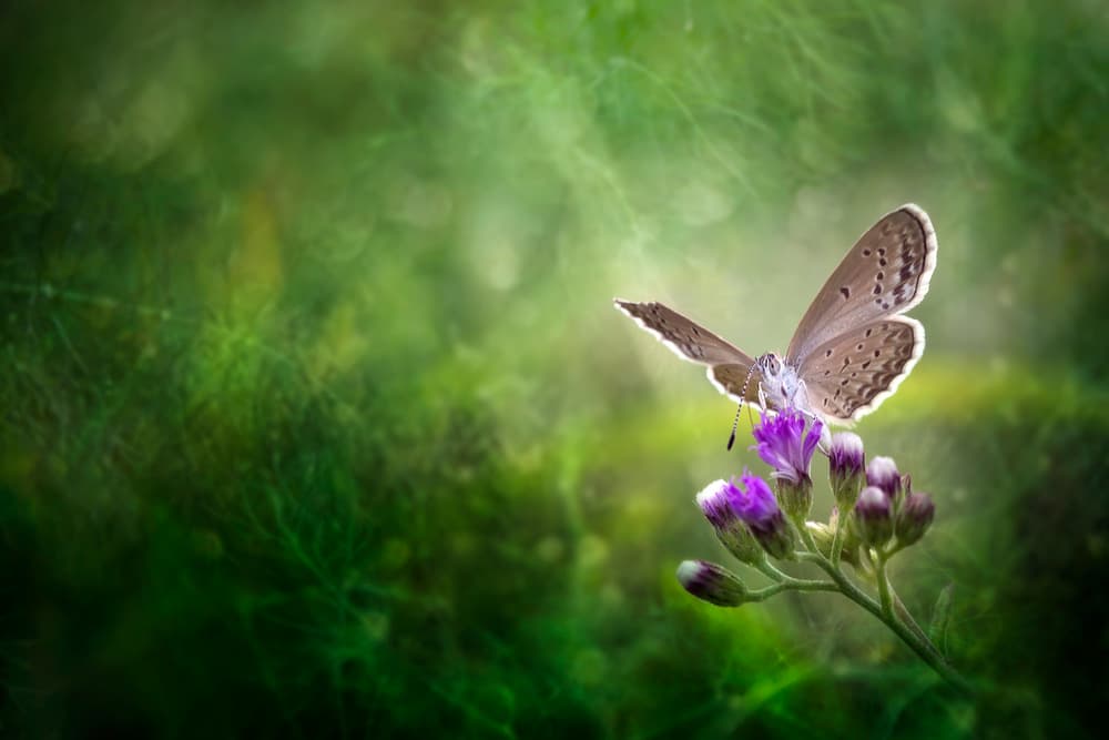 Serene Butterfly Blossom by Fauzan Maududdin — canvas wall art