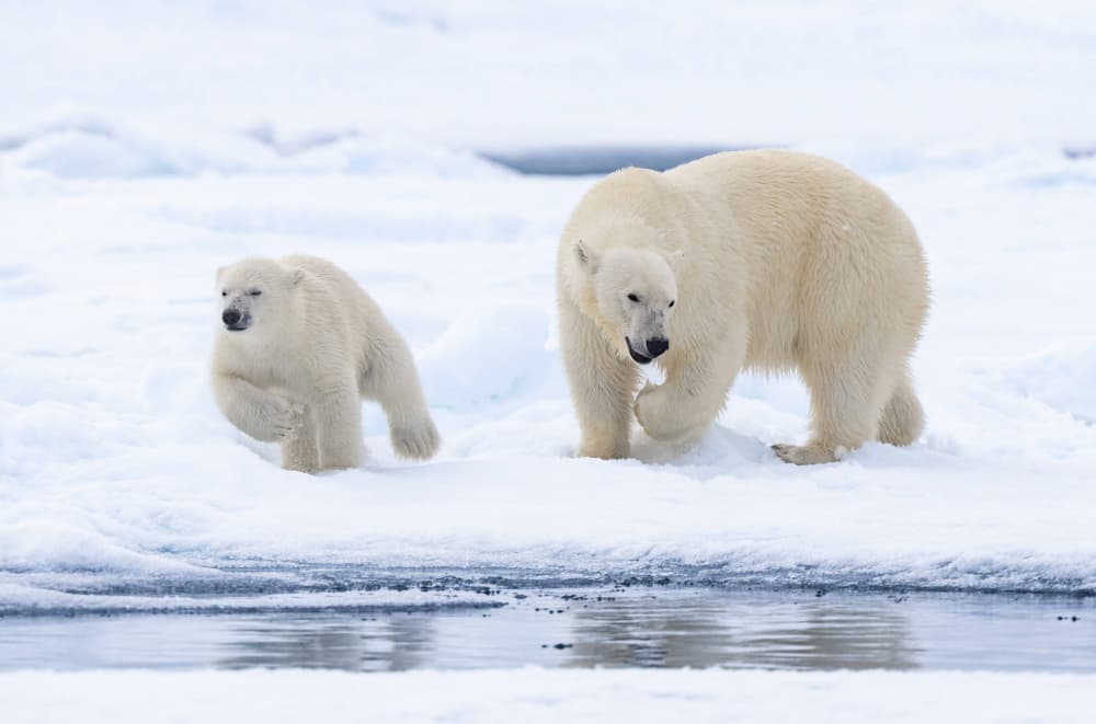 Arctic Bear Family by Manish Nagpal — canvas wall art