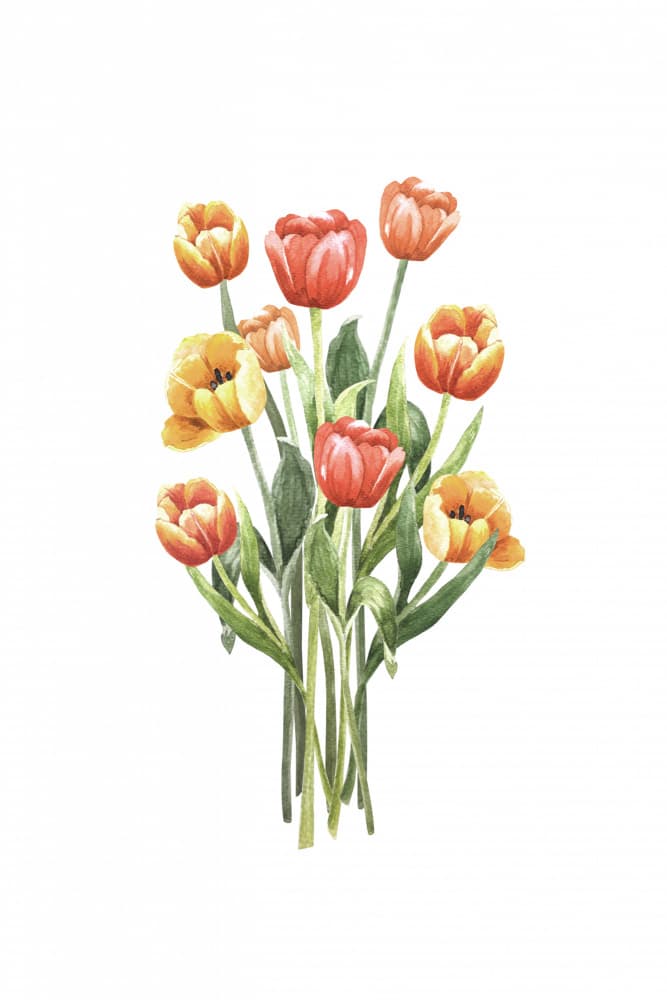 Vibrant Spring Tulips by Karen Menzenbach — canvas wall art