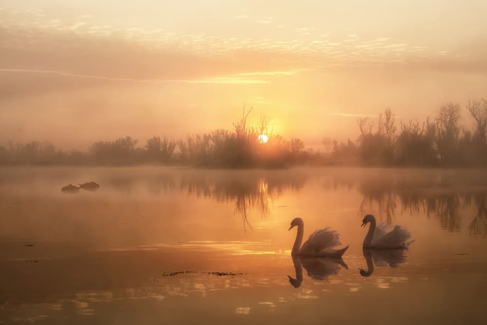 Swans Golden Morning by ANNA AN — canvas wall art