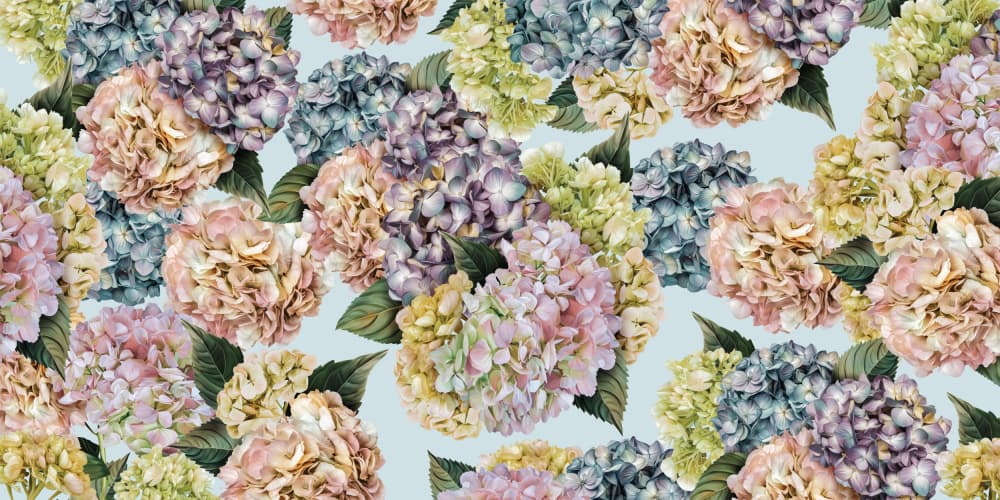 Pastel Hydrangea Blooms by Sue Skellern — canvas wall art
