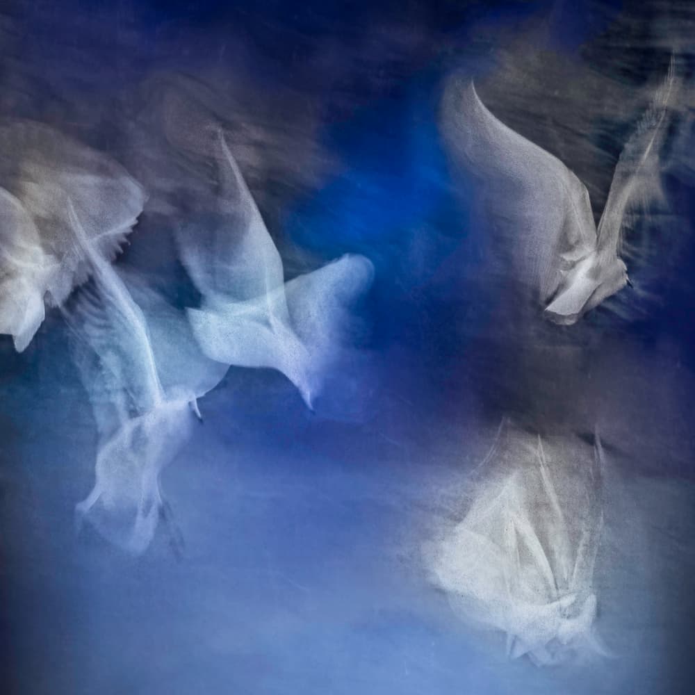 Ethereal Blue Doves by Gilbert Claes — canvas wall art