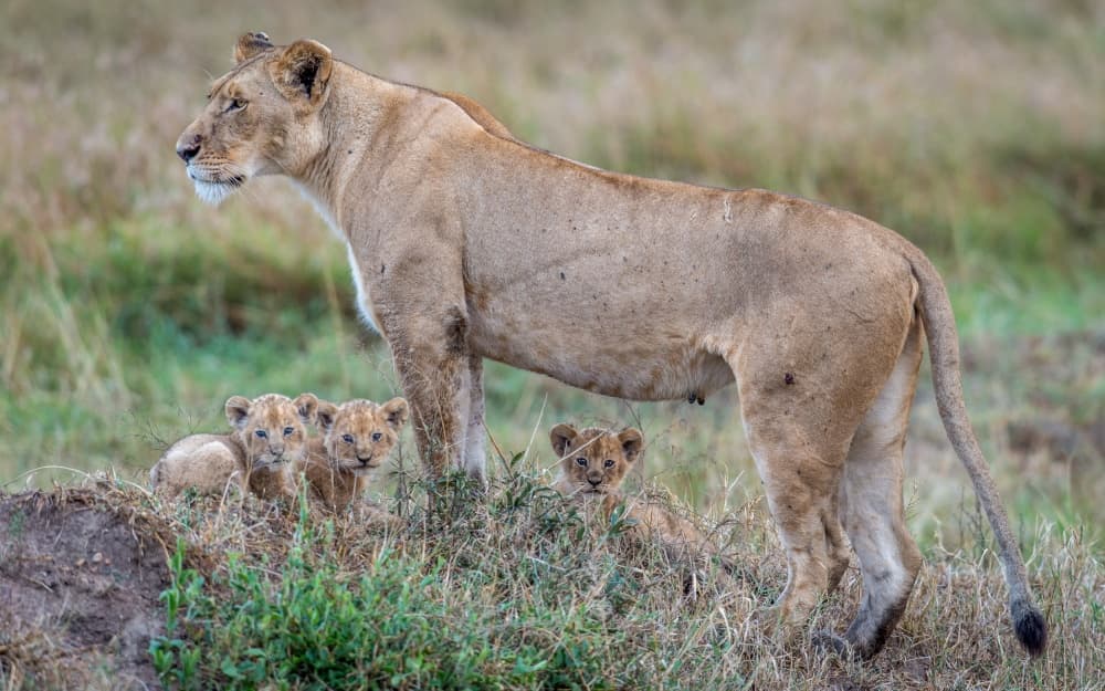 Watchful Lioness and Cubs by Jeffrey C. Sink — canvas wall art