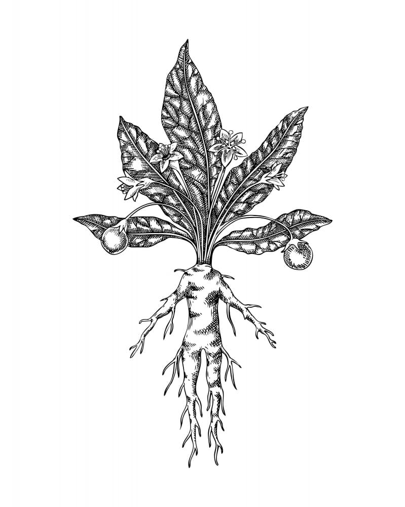 Enchanted Mandrake Root by Yevheniia Lytvynovych — canvas wall art