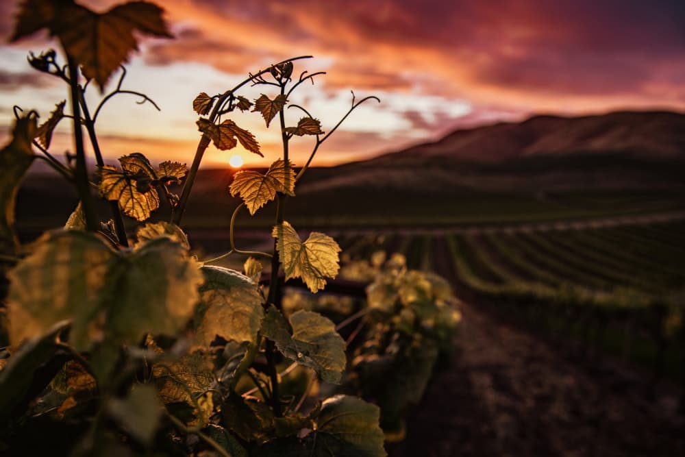 Golden Vineyard Sunset by Tim Mossholder — canvas wall art