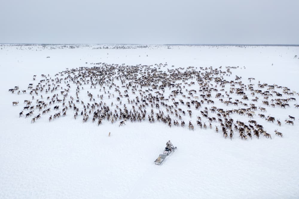 Arctic Reindeer Herd by Marcel Rebro — canvas wall art