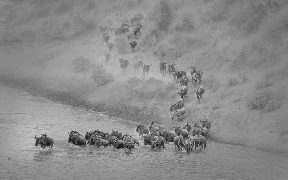 Wildebeest River Crossing by MIN LI — canvas wall art