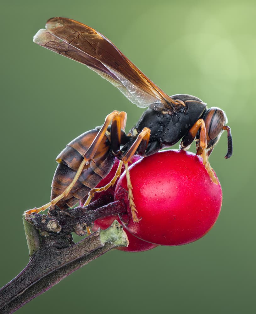 Wasp On Red Berry by Atul Saluja — canvas wall art