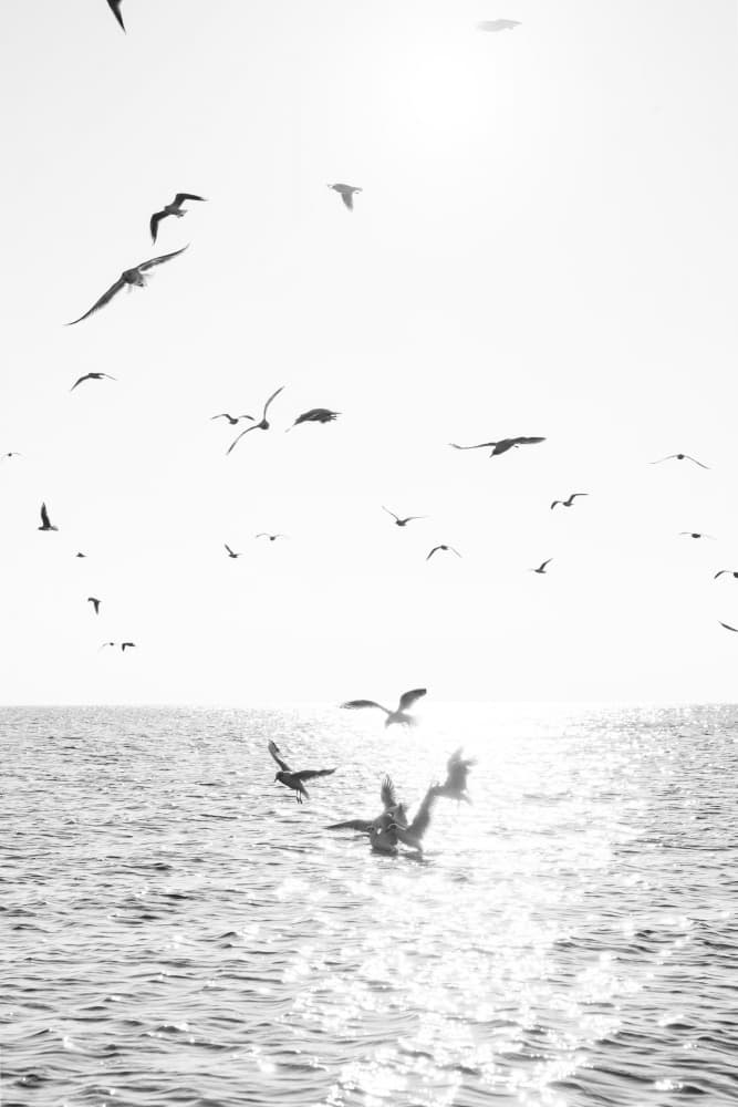 Pelicans Diving Ocean by Henrike Schenk — canvas wall art