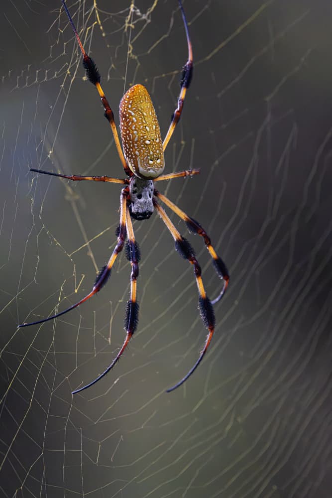 Golden Orb Weaver by Linda D Lester — canvas wall art