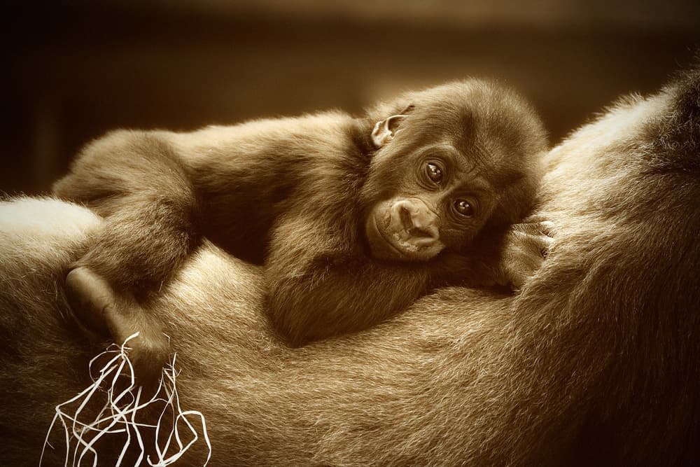 Baby Gorilla Resting Peacefully by Antje Wenner-Braun — canvas wall art