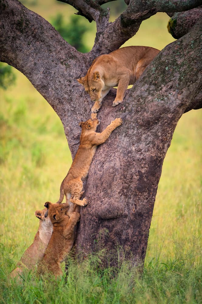 Lioness and Climbing Cubs by Mohammed Alnaser — canvas wall art