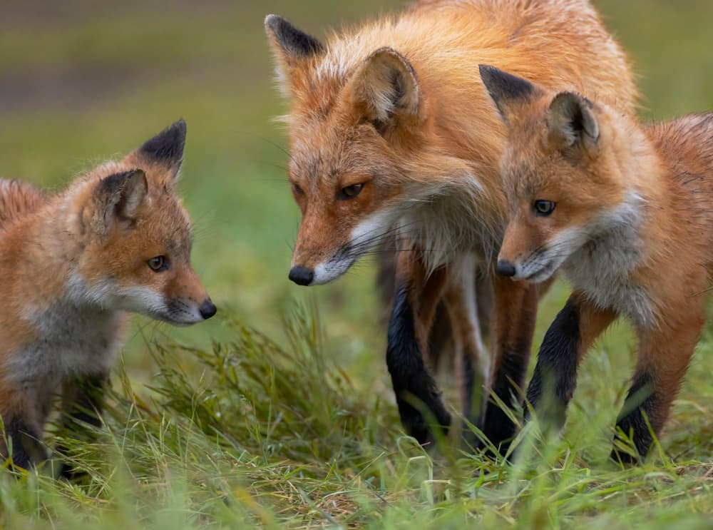 Mother Fox and Kits by Johnson Huang — canvas wall art