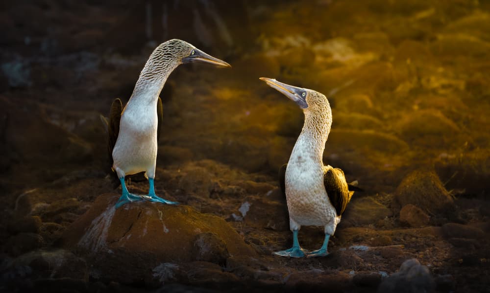 Blue Footed Booby Pair by Kenneth-Wei Zeng — canvas wall art